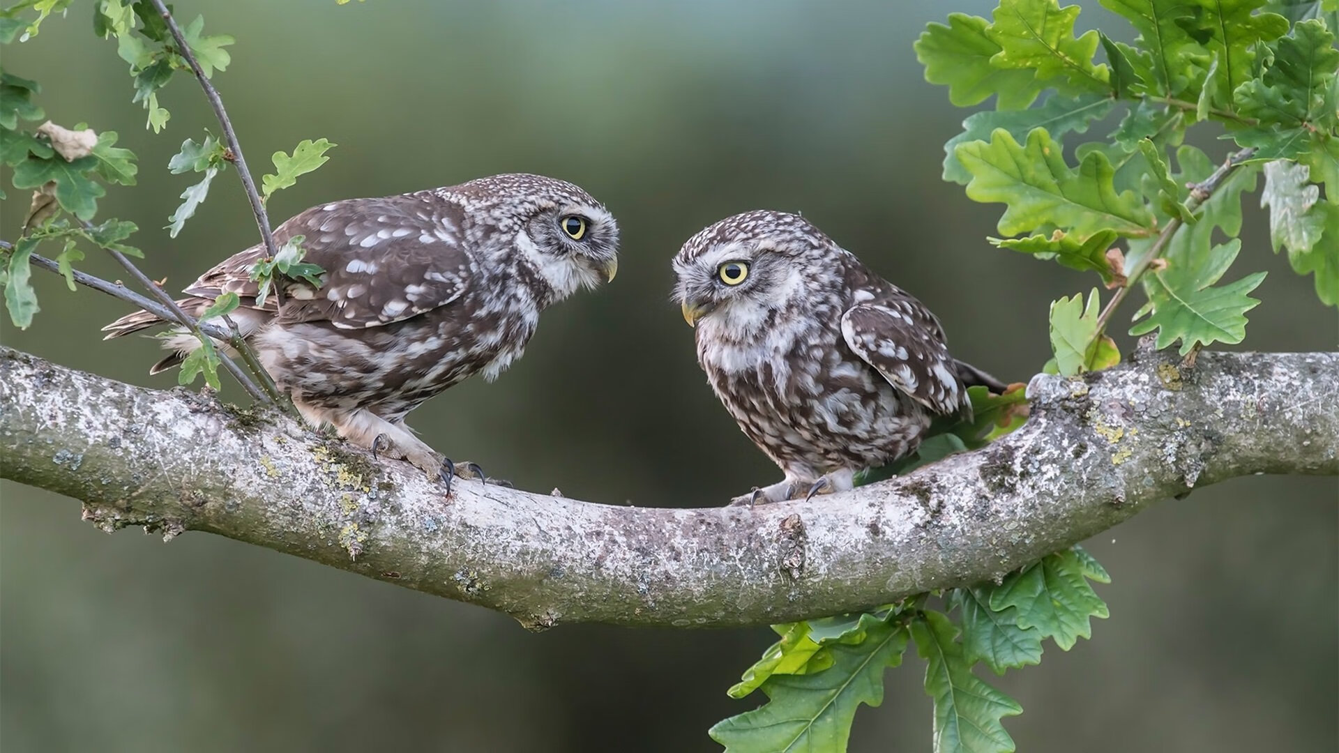 美洲杯逆转战:悬念不断,精彩纷呈,美洲杯!
